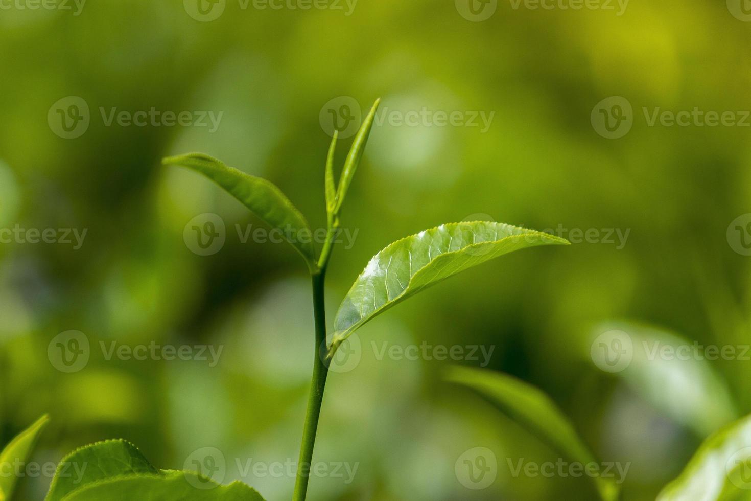 Tea leaves in Fresh Garden. photo