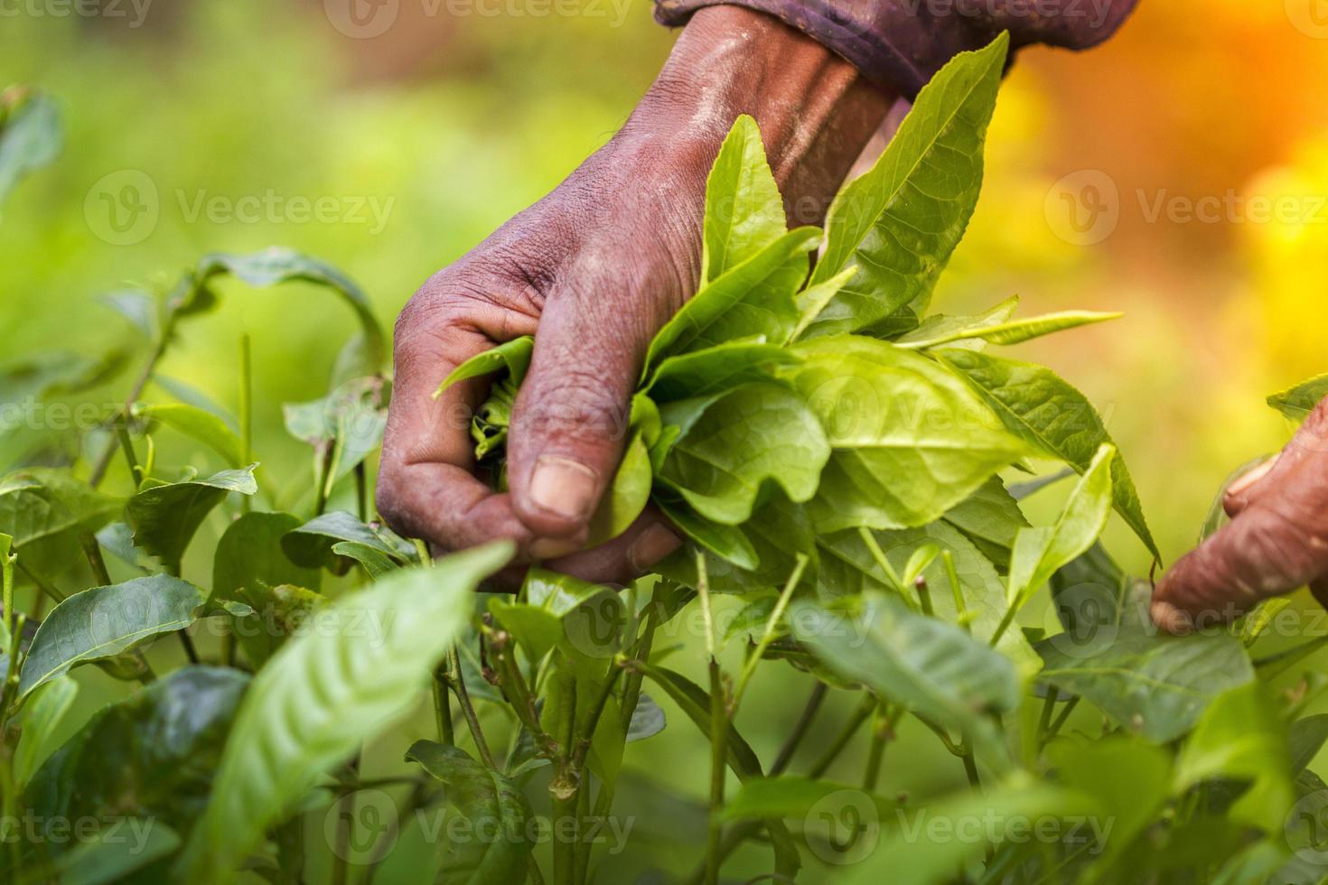 experto trabajador manos cosecha verde té crudo hojas. foto