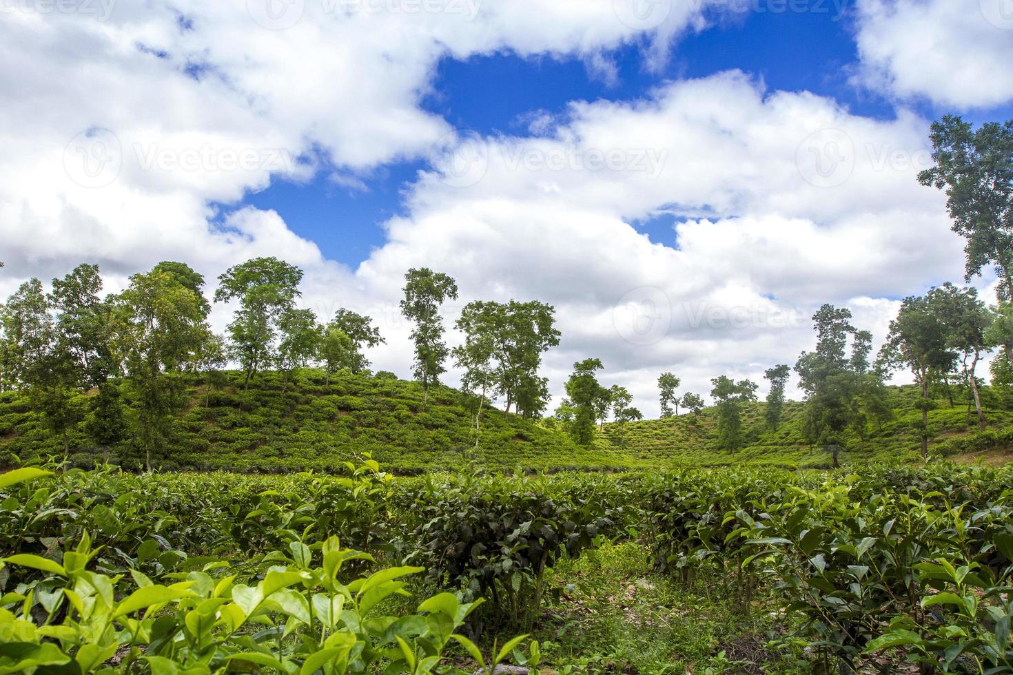 Tea resort field landscape in Moulovibazar, Bangladesh. photo