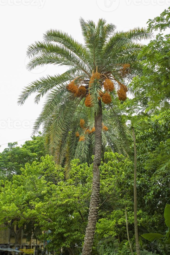 Raw bunch of date palm hanging on the tree. photo