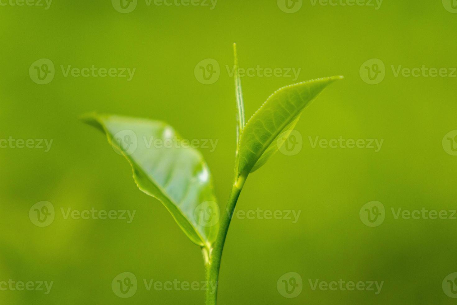 té hojas en Fresco jardín. foto