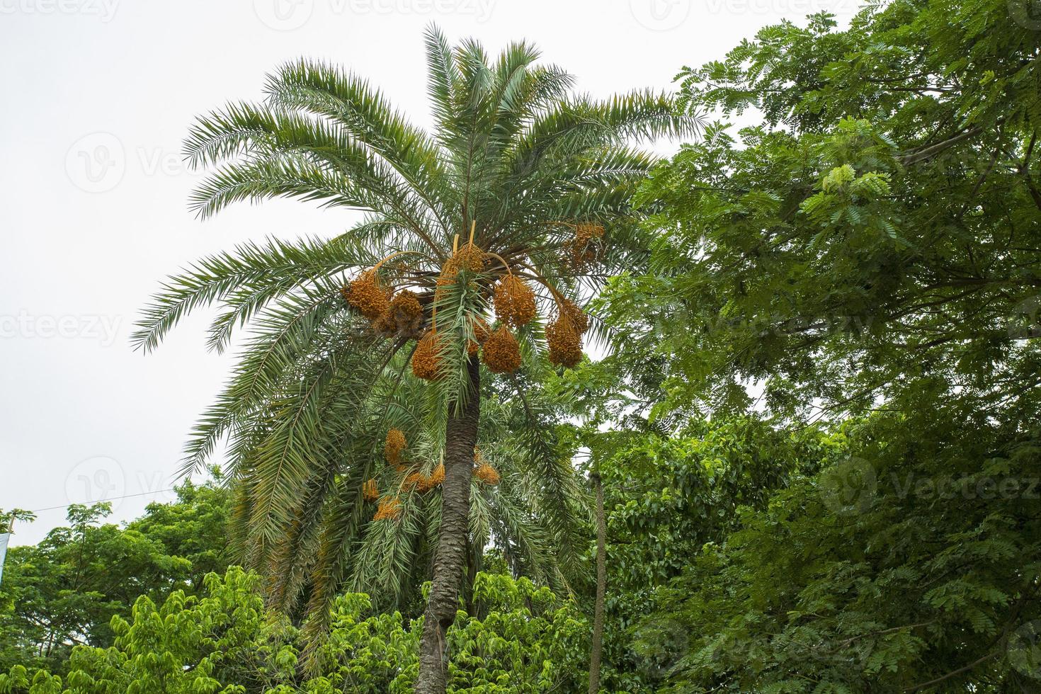 Raw bunch of date palm hanging on the tree. photo