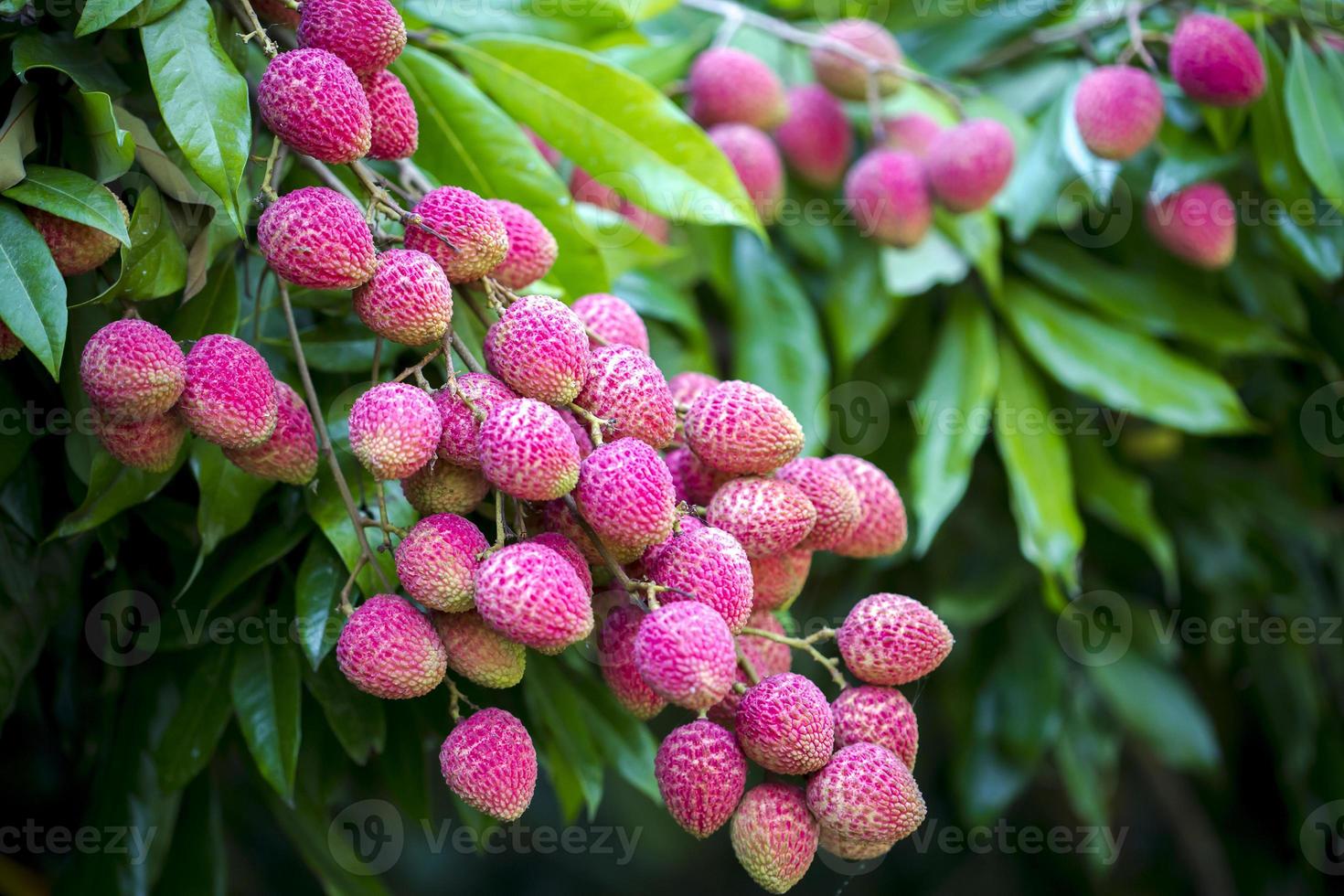 Brunch of fresh lychee fruits hanging on green tree. photo