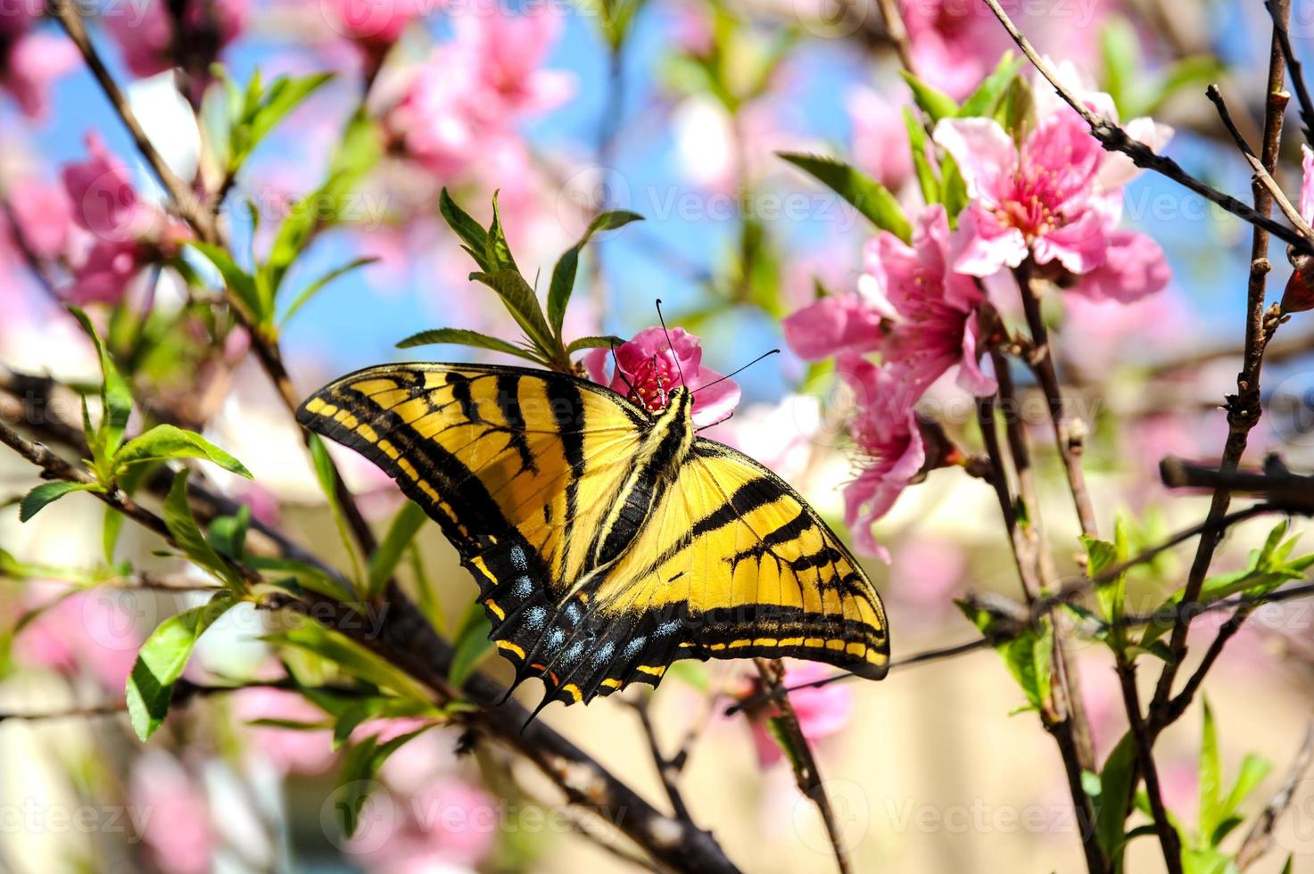 On a peach tree that is blooming, a Tiger Swallowtail butterfly is resting.. photo