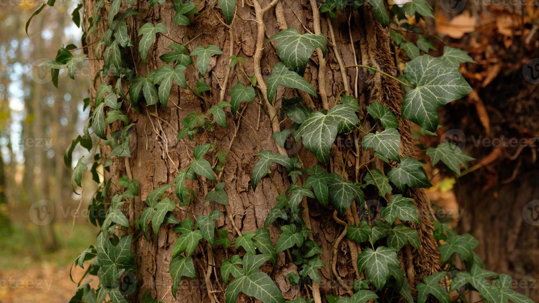 árbol ladrar patrón, marrón natural antecedentes. de madera texturizado antecedentes de árbol trompa. verde hiedra hojas en árbol maletero en otoño bosque. texturizado antecedentes de hojas. selectivo enfocar. foto