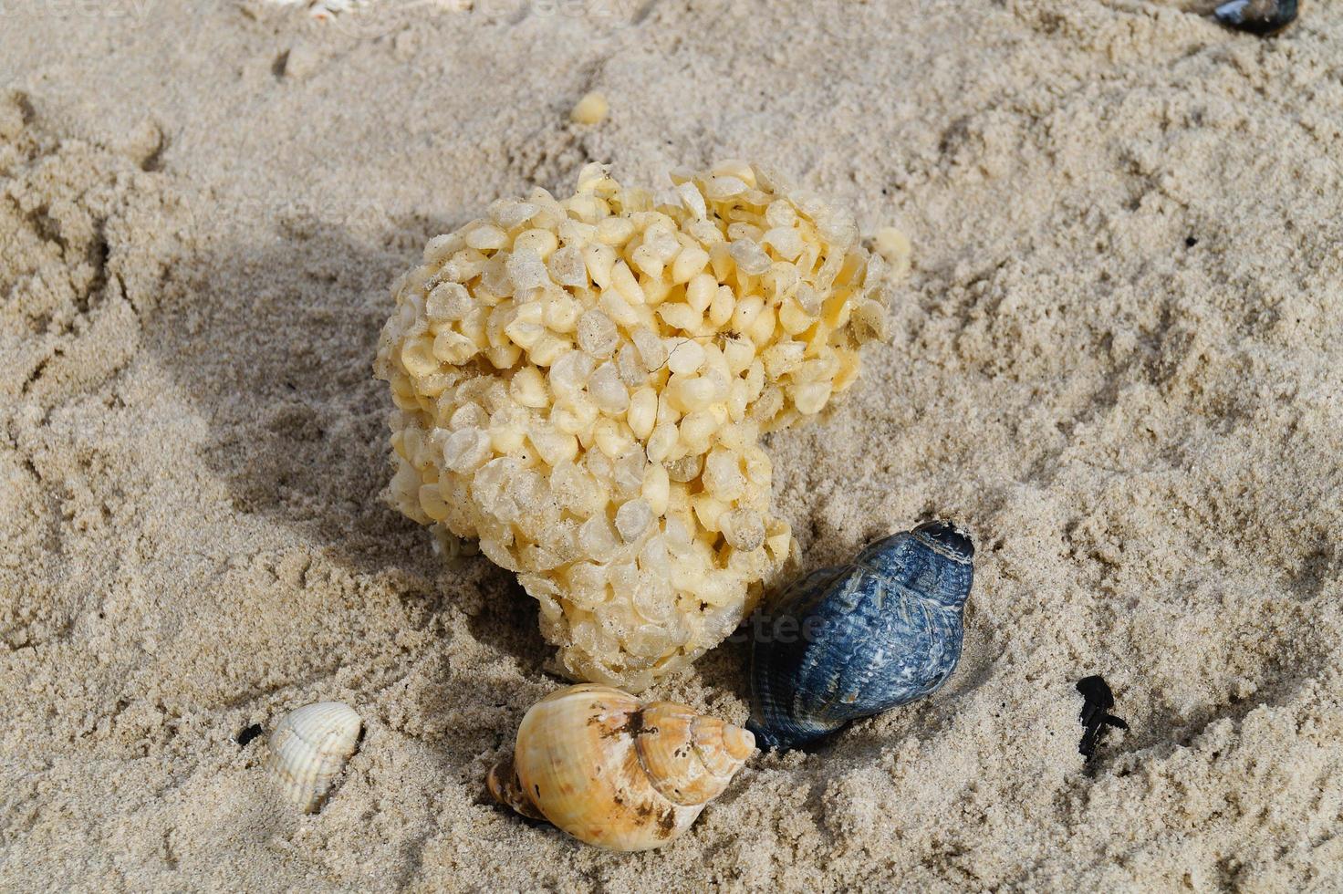 You can find the yellow spanballs of the whelks at the beach of Blavand photo
