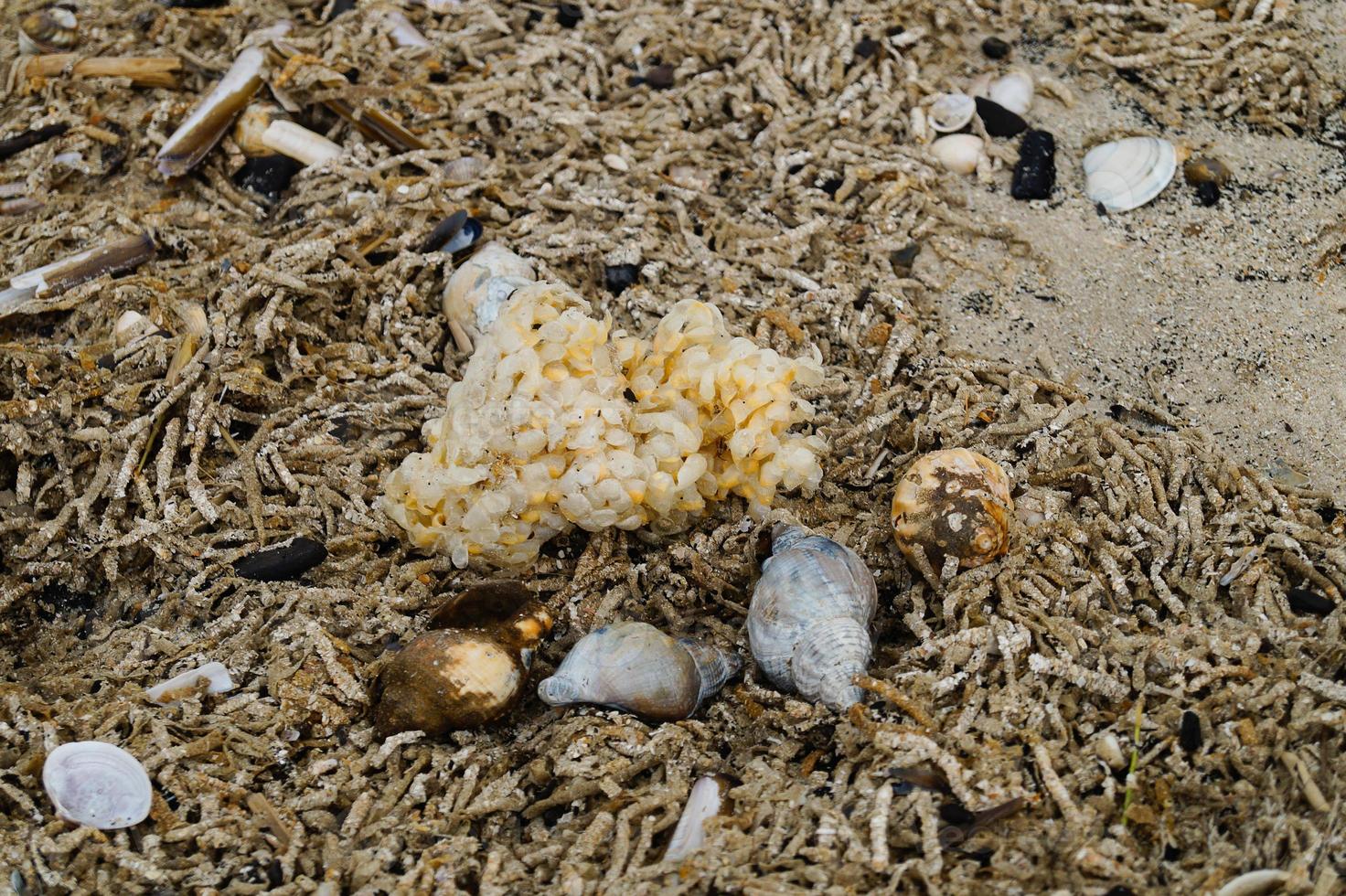 You can find the yellow spanballs of the whelks at the beach of Blavand photo