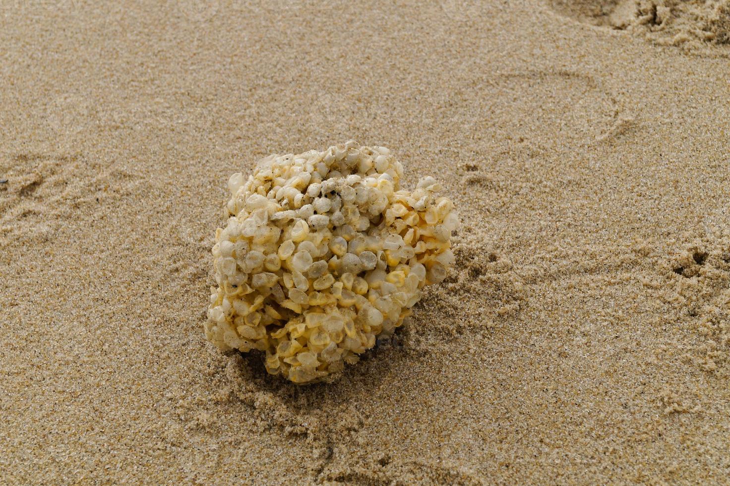 You can find the yellow spanballs of the whelks at the beach of Blavand photo