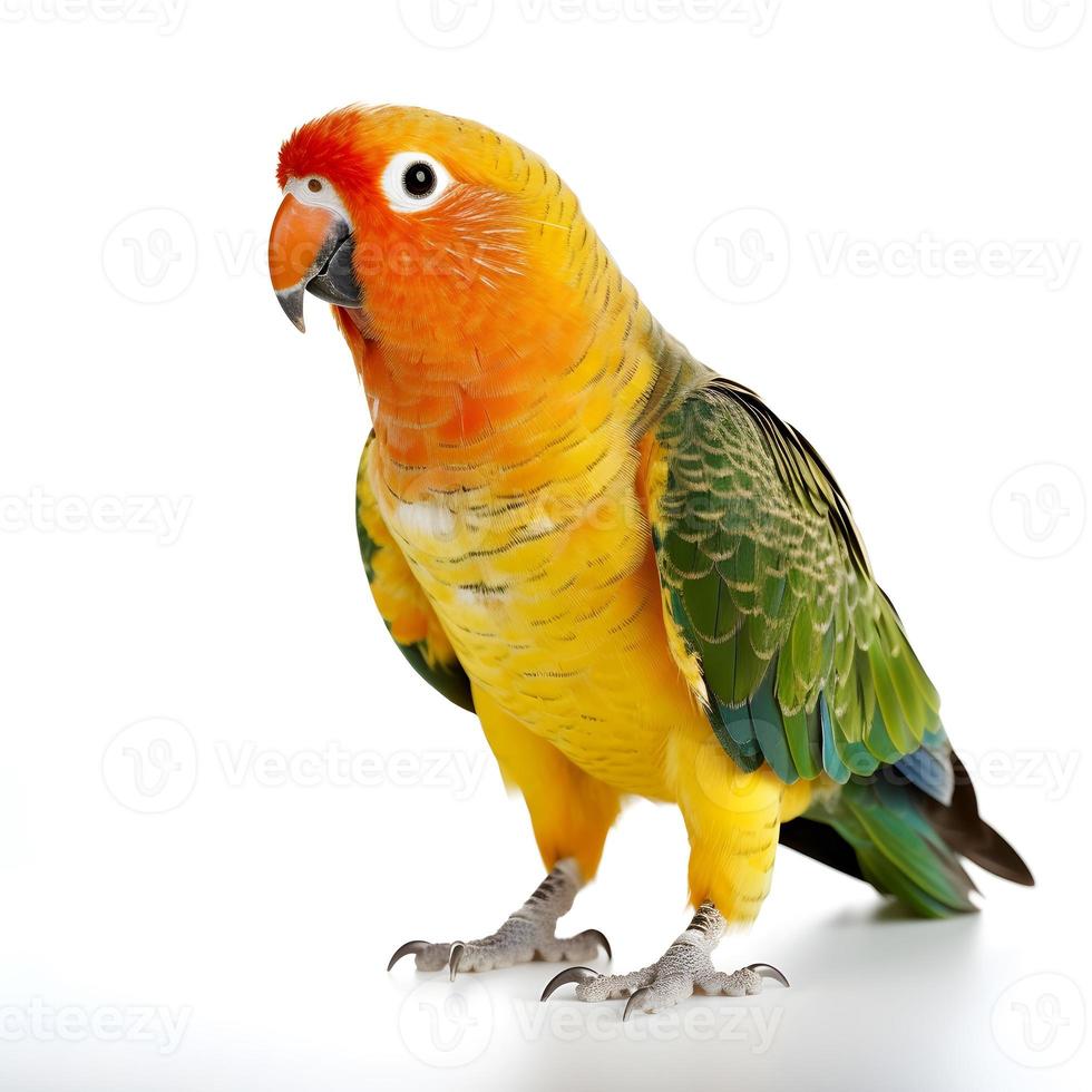 Parrot isolated on white background photo