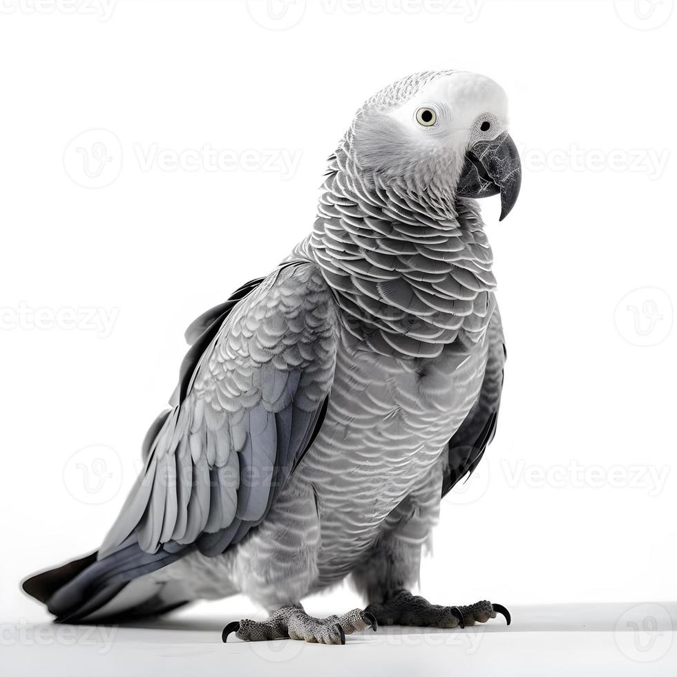 africano gris loro aislado en blanco antecedentes foto