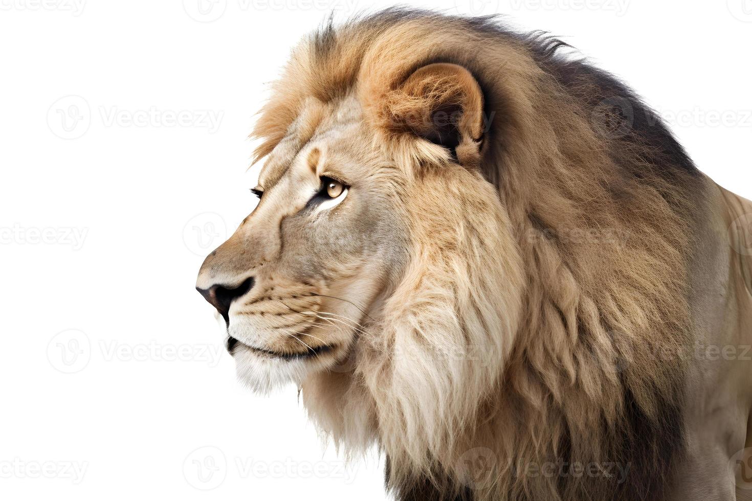 lion isolated on white background photo