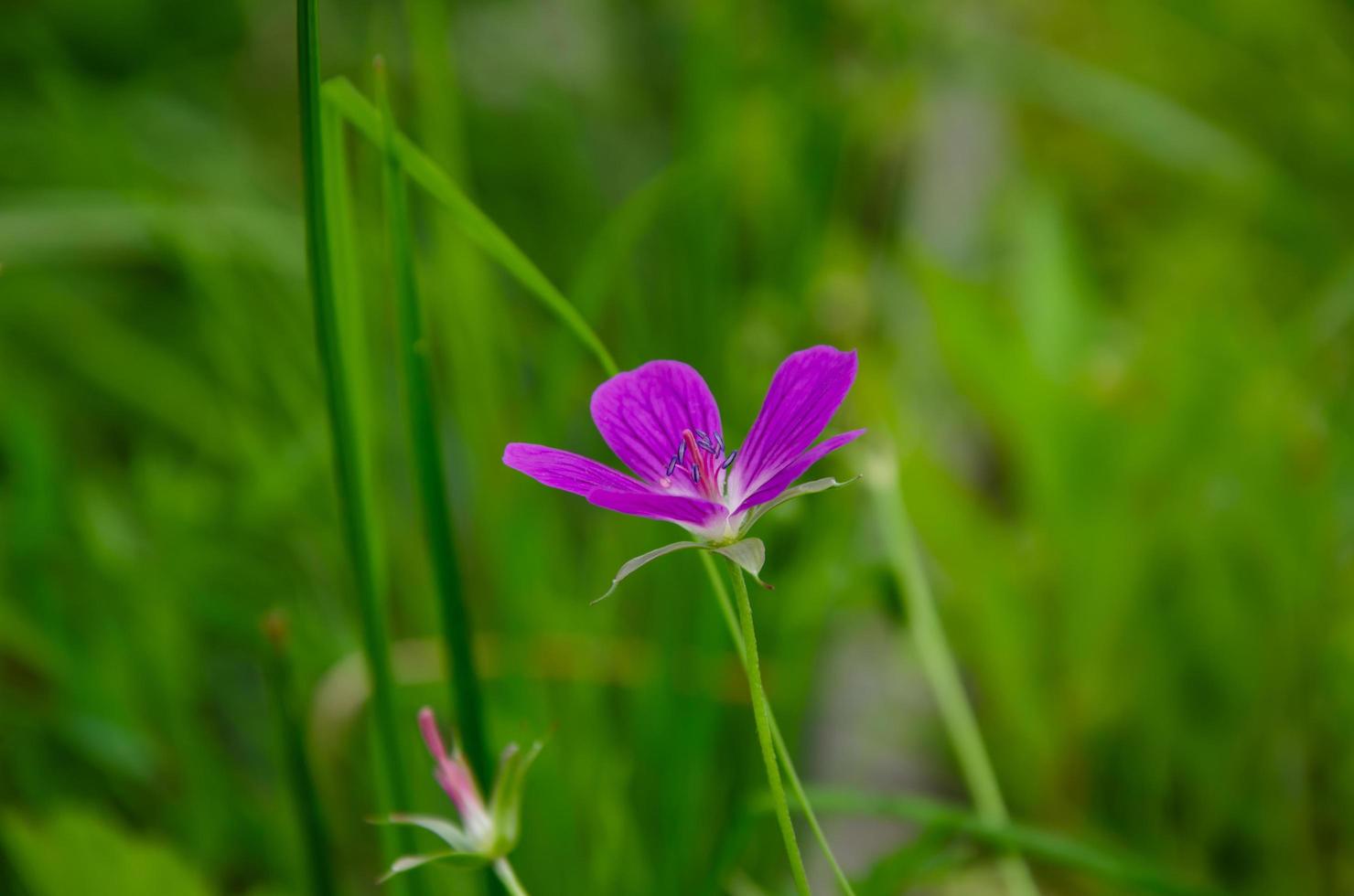 forest geranium flower grows in the forest, in the field photo