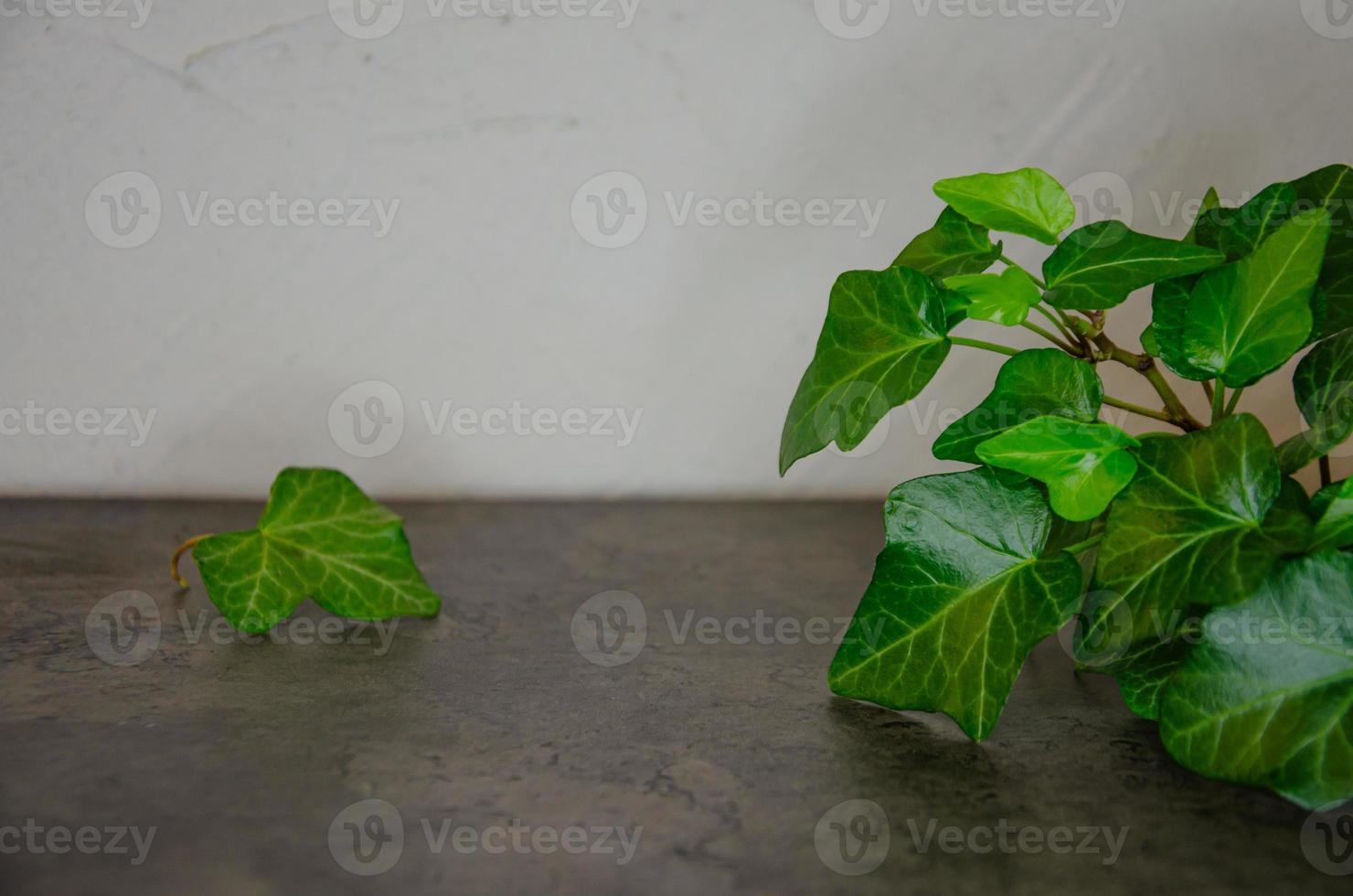 A background with free space for text with the leaves of the plant. photo