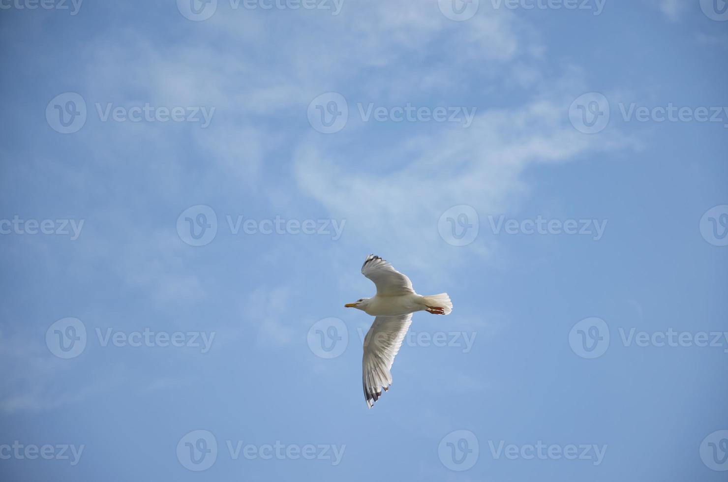 un Gaviota moscas en el azul cielo foto