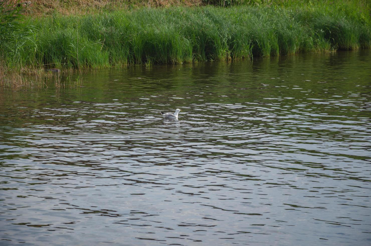 gulls fly over the water along the shore photo