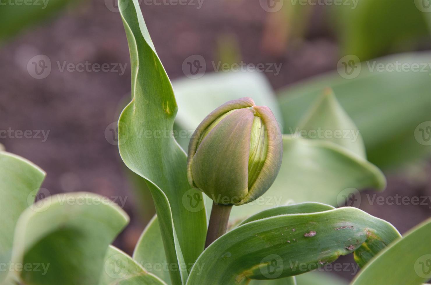 tulip flowers did not bloom in a bud on the lawn photo
