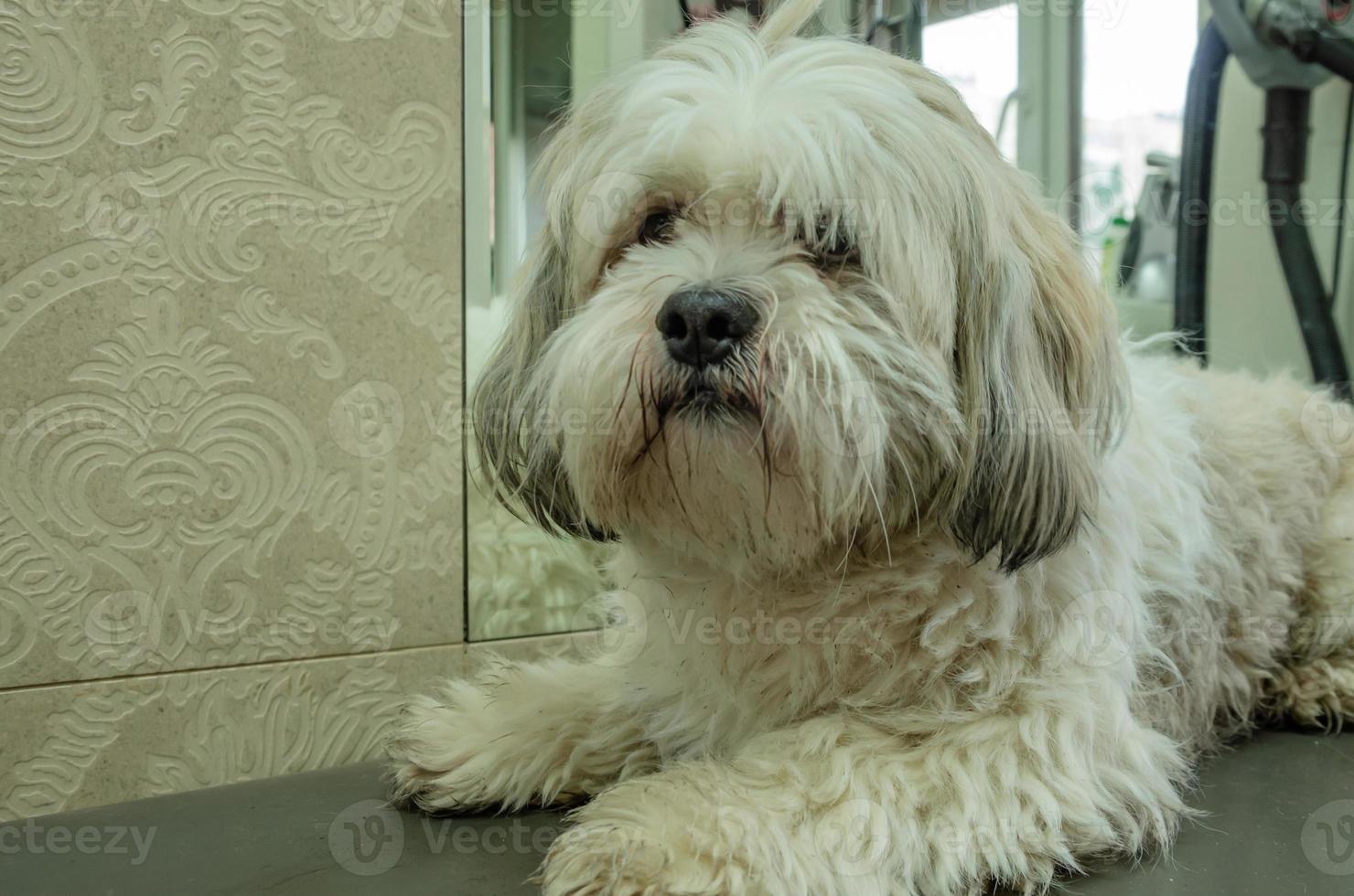 lanudo sucio perro en un peluquero mesa foto