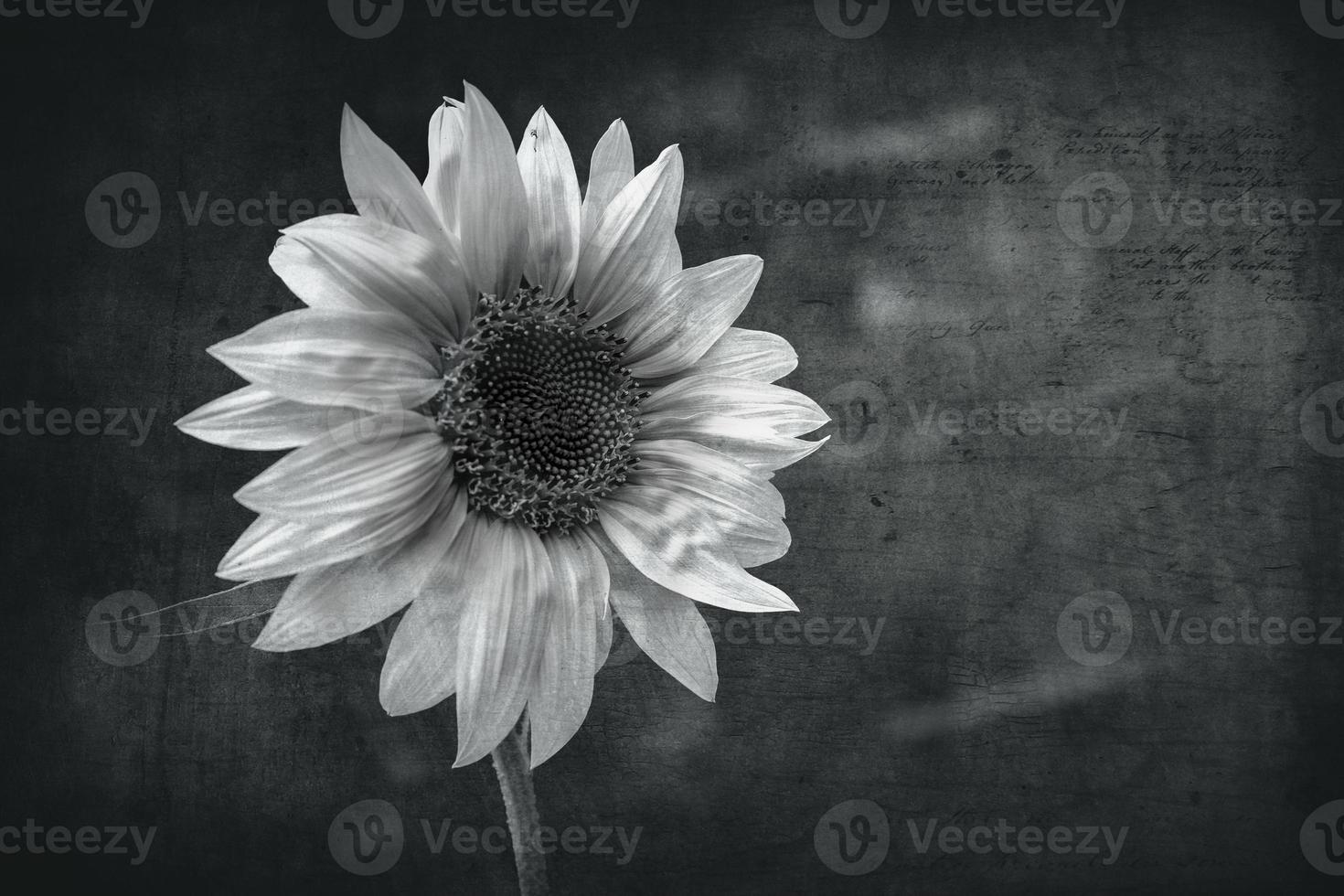 black and white sunflower on an interesting background photo