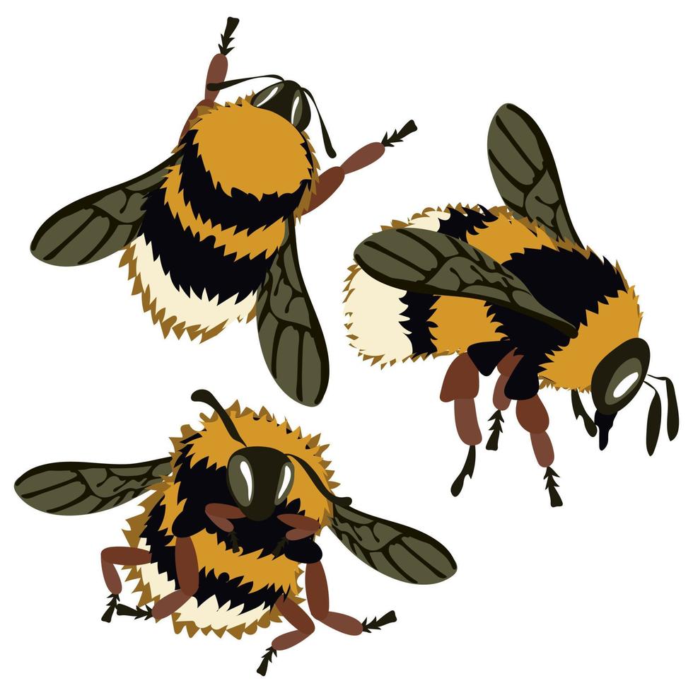 un conjunto de mullido realista abejas en un blanco antecedentes. Tres abejas en diferente posa linda zumbido insectos vector ilustración en dibujado a mano estilo en un blanco antecedentes. abejorro, mullido abeja