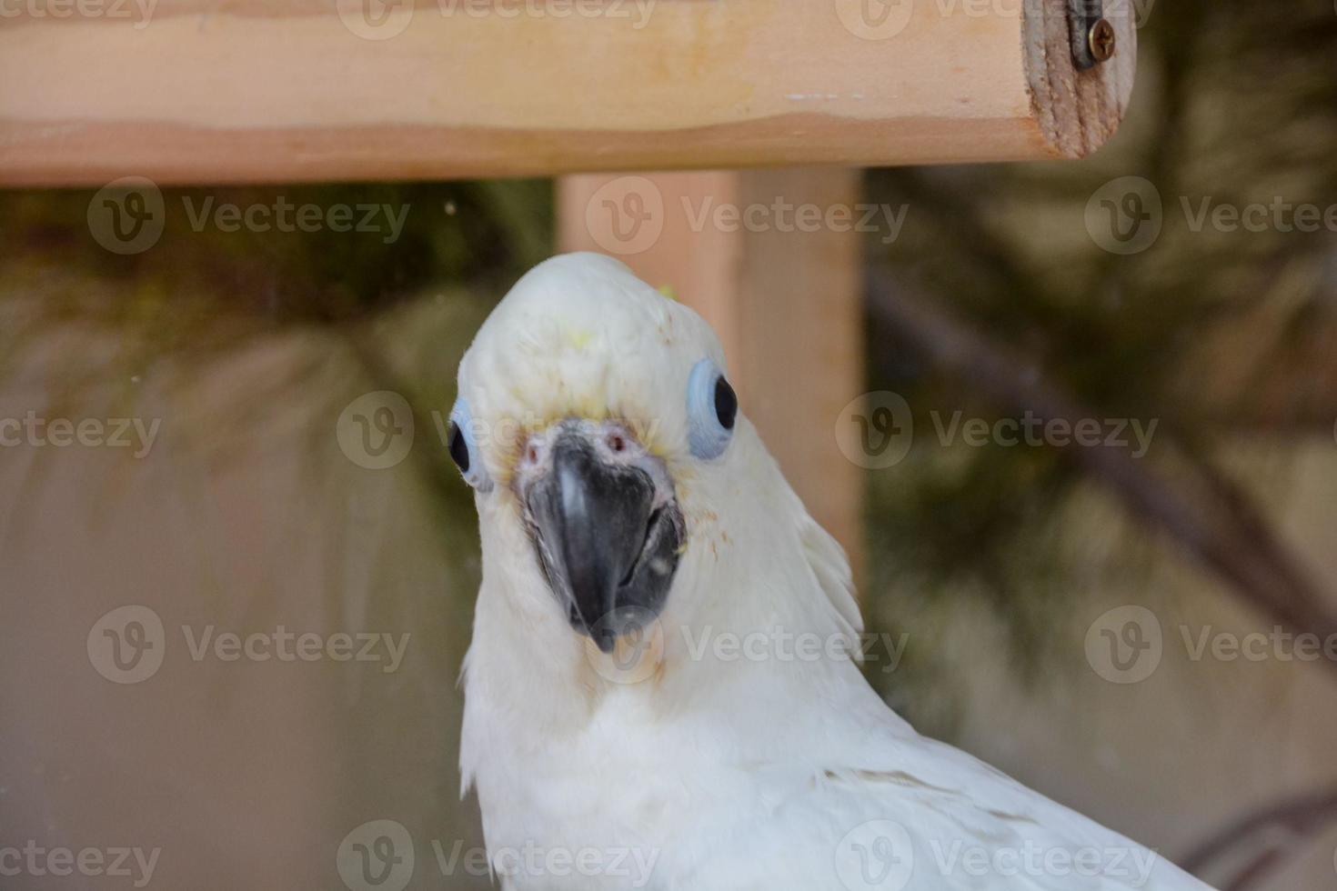 White parrot head photo