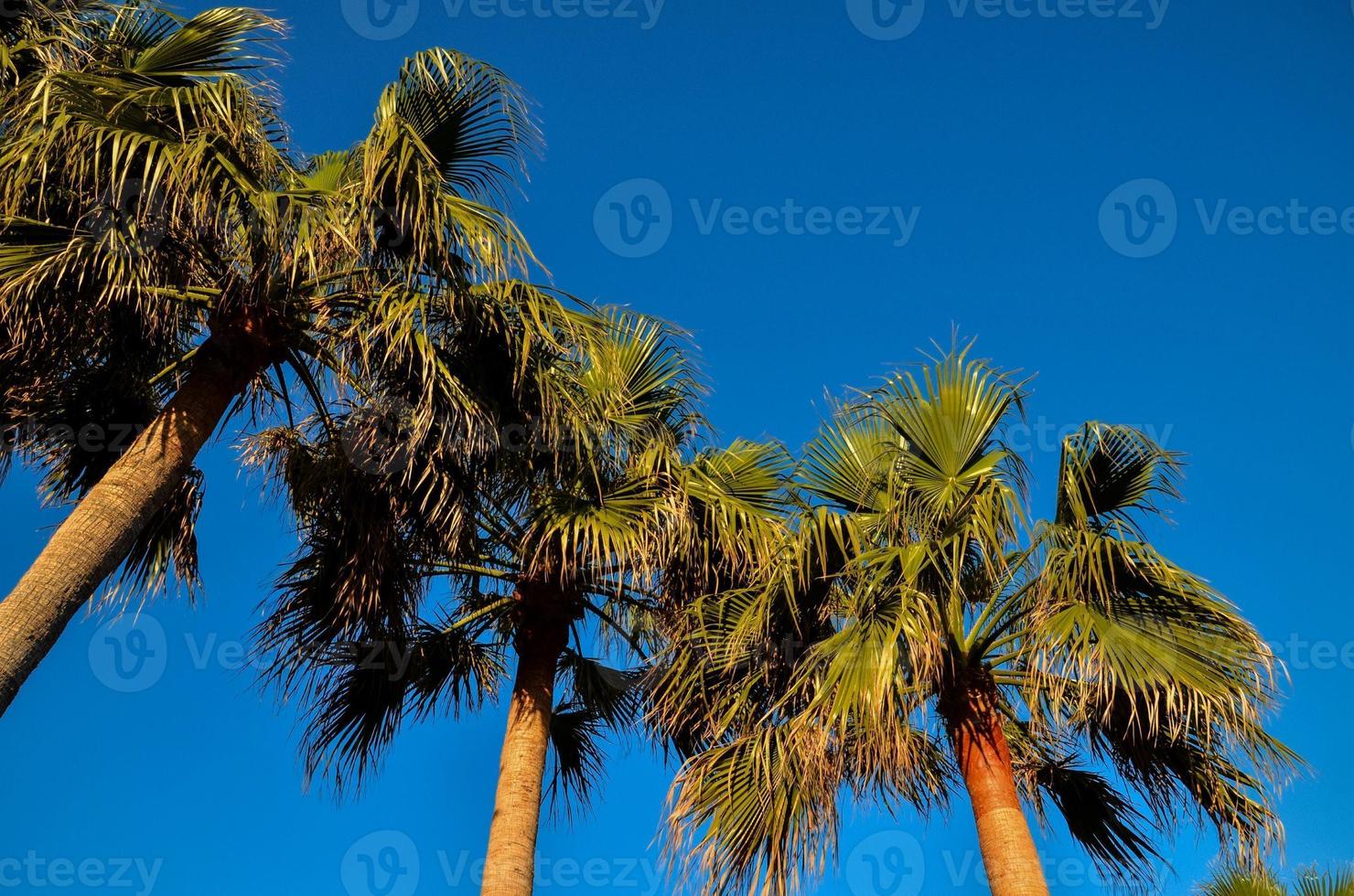 Background with pal trees photo