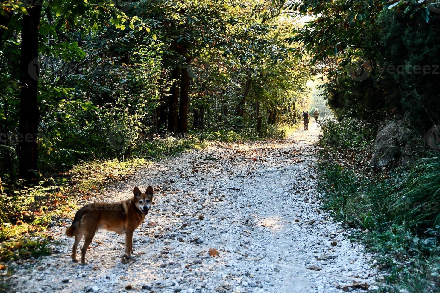 A path in the forest photo