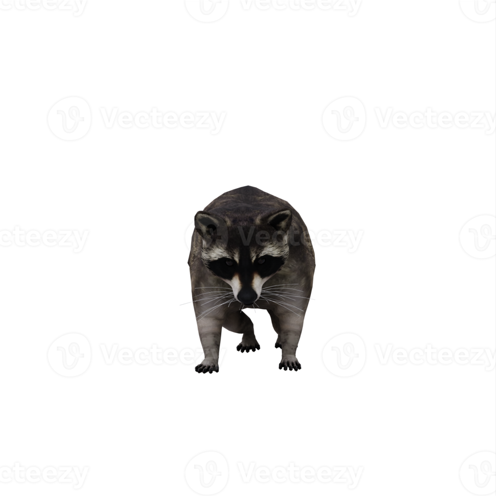 3d Raccoon isolated png