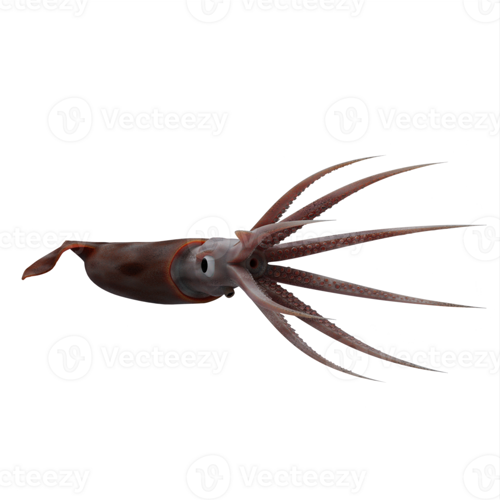 3d Squid fish isolated png