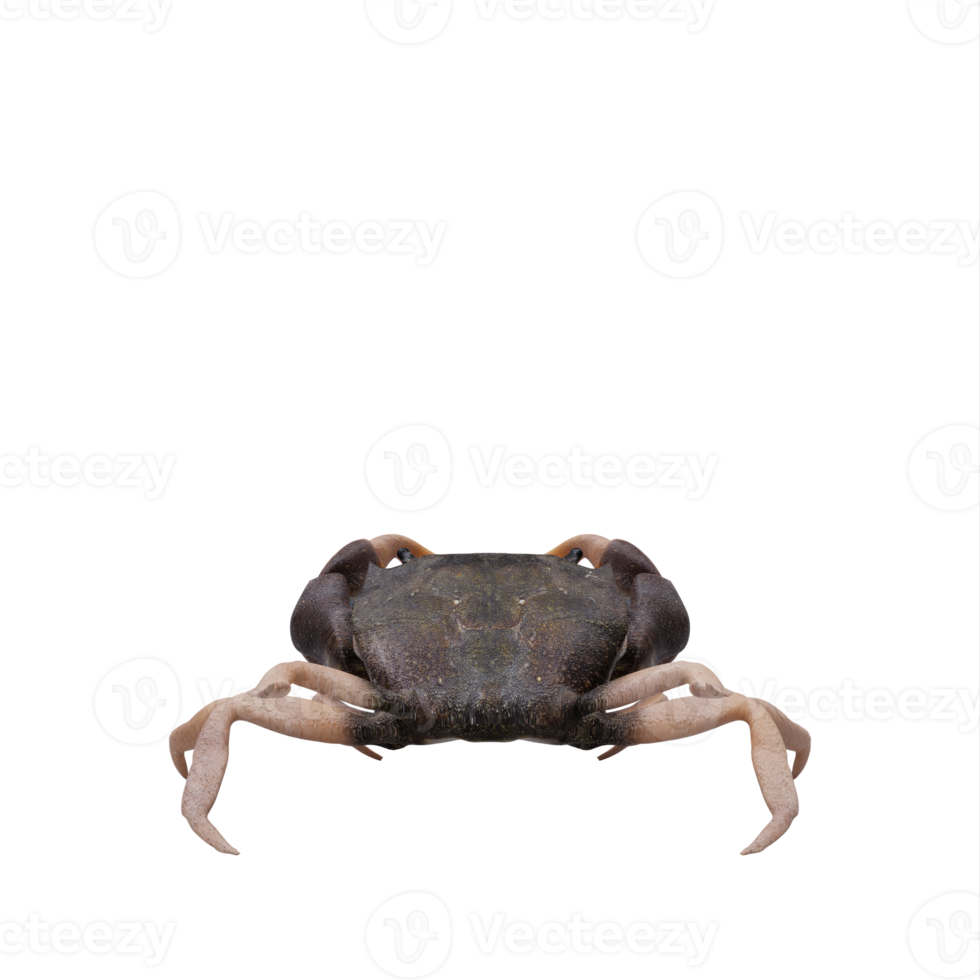 Rocky shore crab png