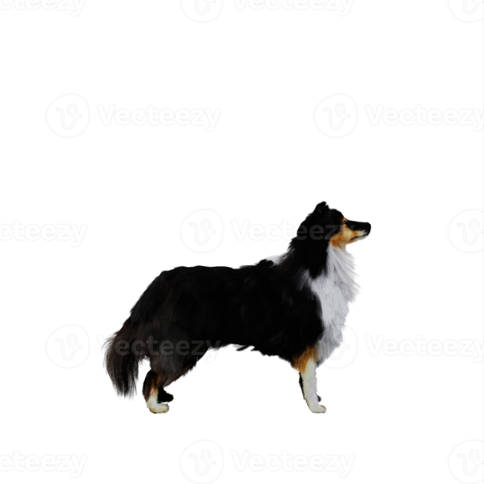 sheltie cane animale domestico png