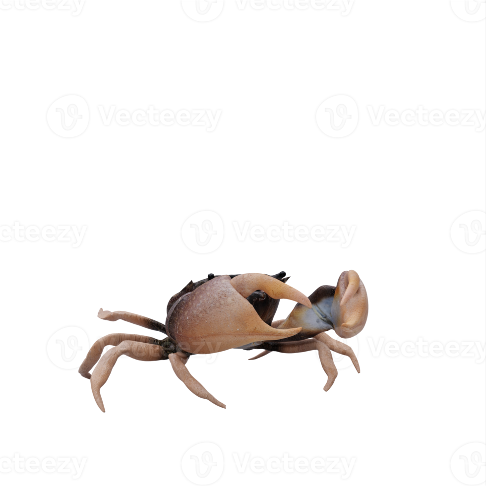 Rocky shore crab png