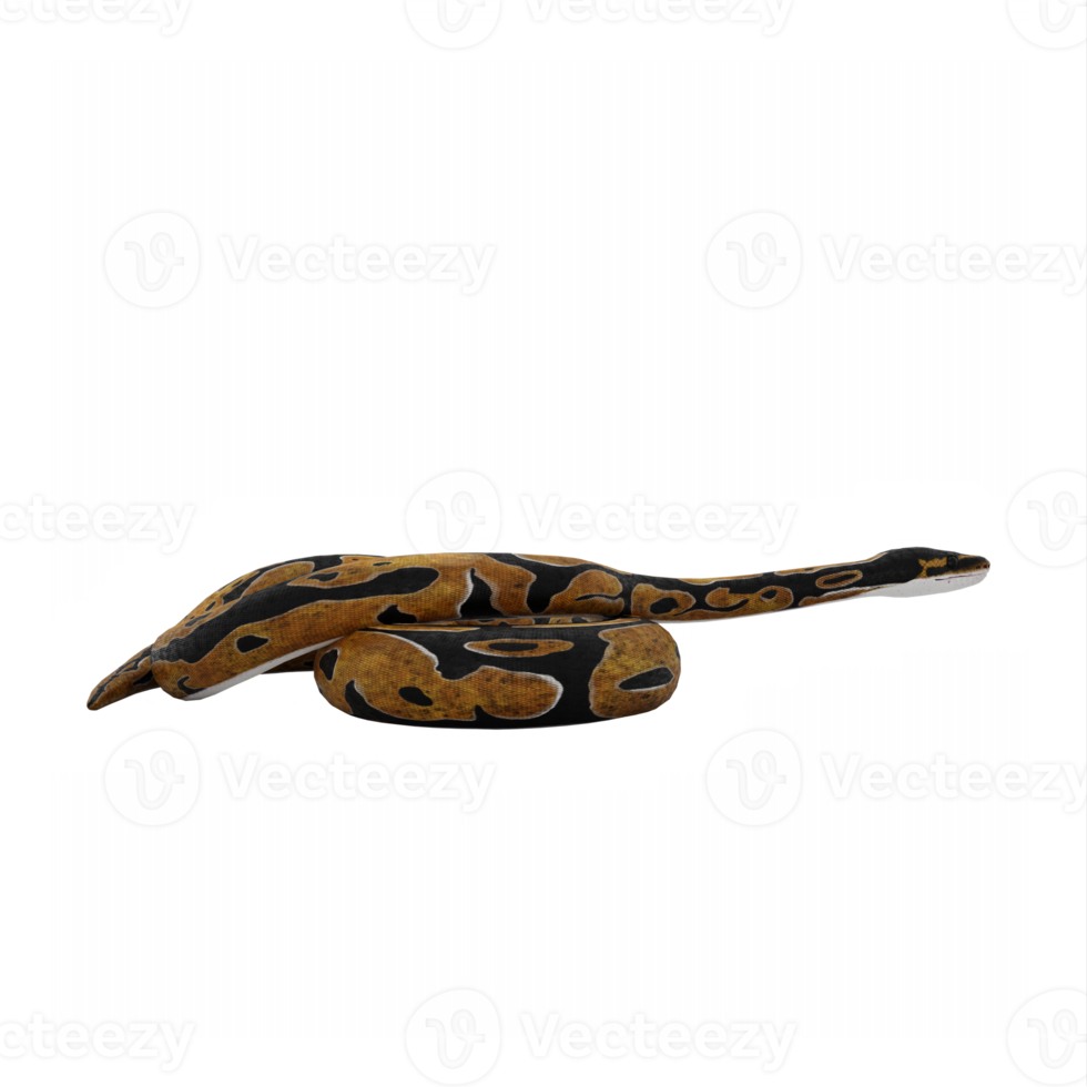 3d Burmese Python png