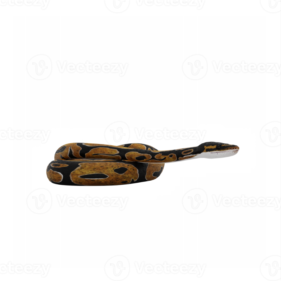 3d Burmese Python 22308132 PNG