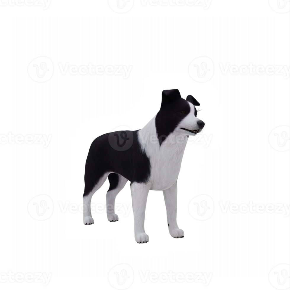 3d Hund Border Collie png