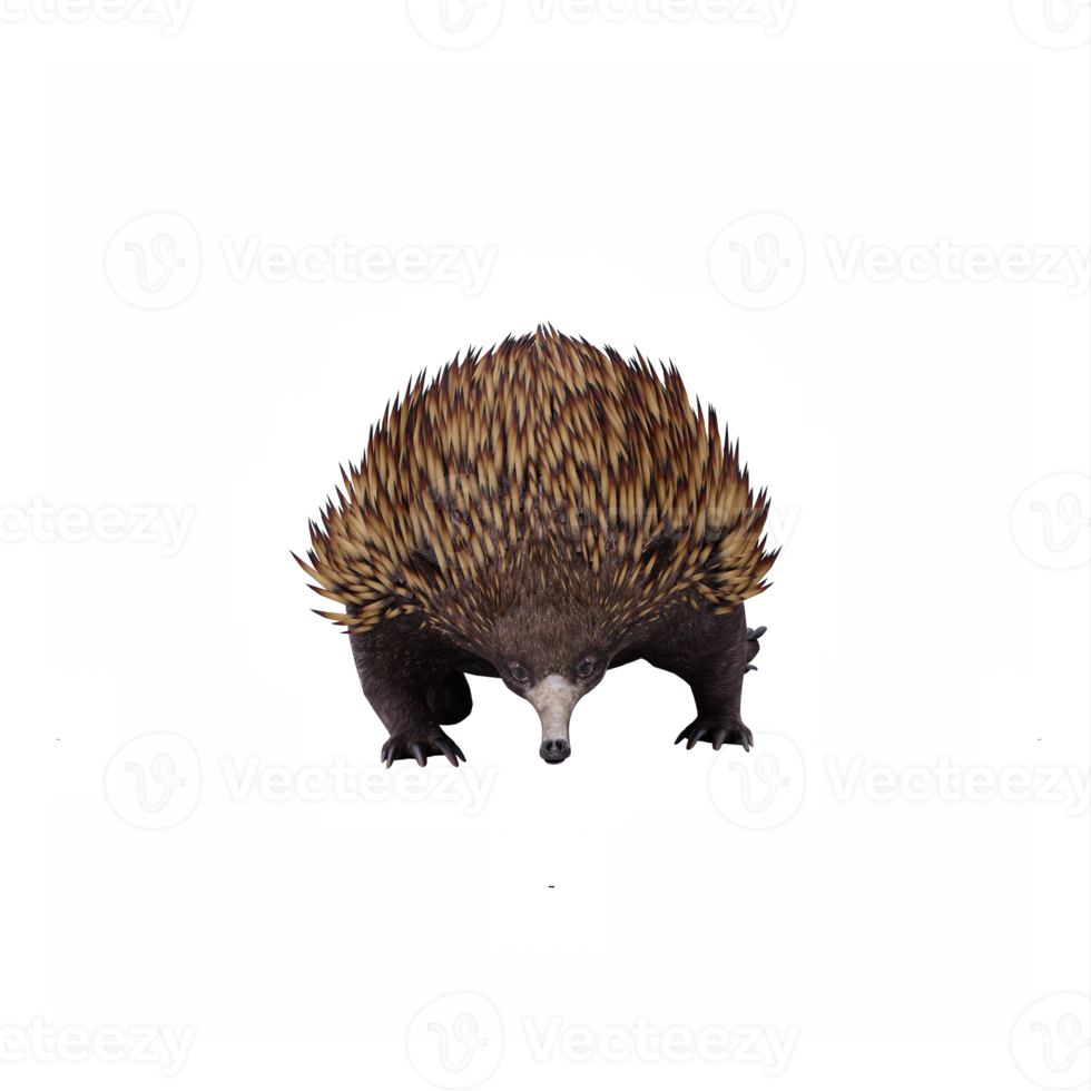 3d Echidna isoliert png