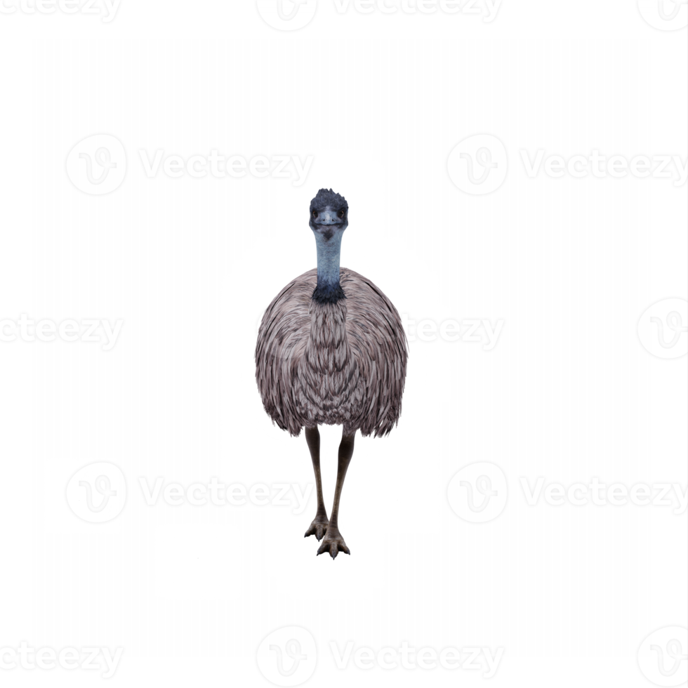 3d Emu isolated png