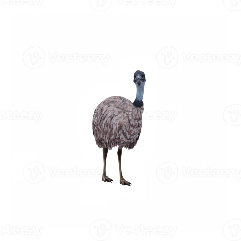 3d Emu isolated png