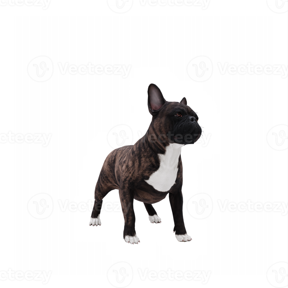 3d français bouledogue png