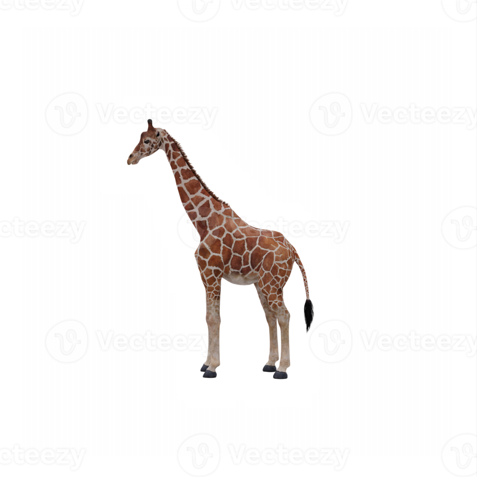 3d Giraffe isolated png