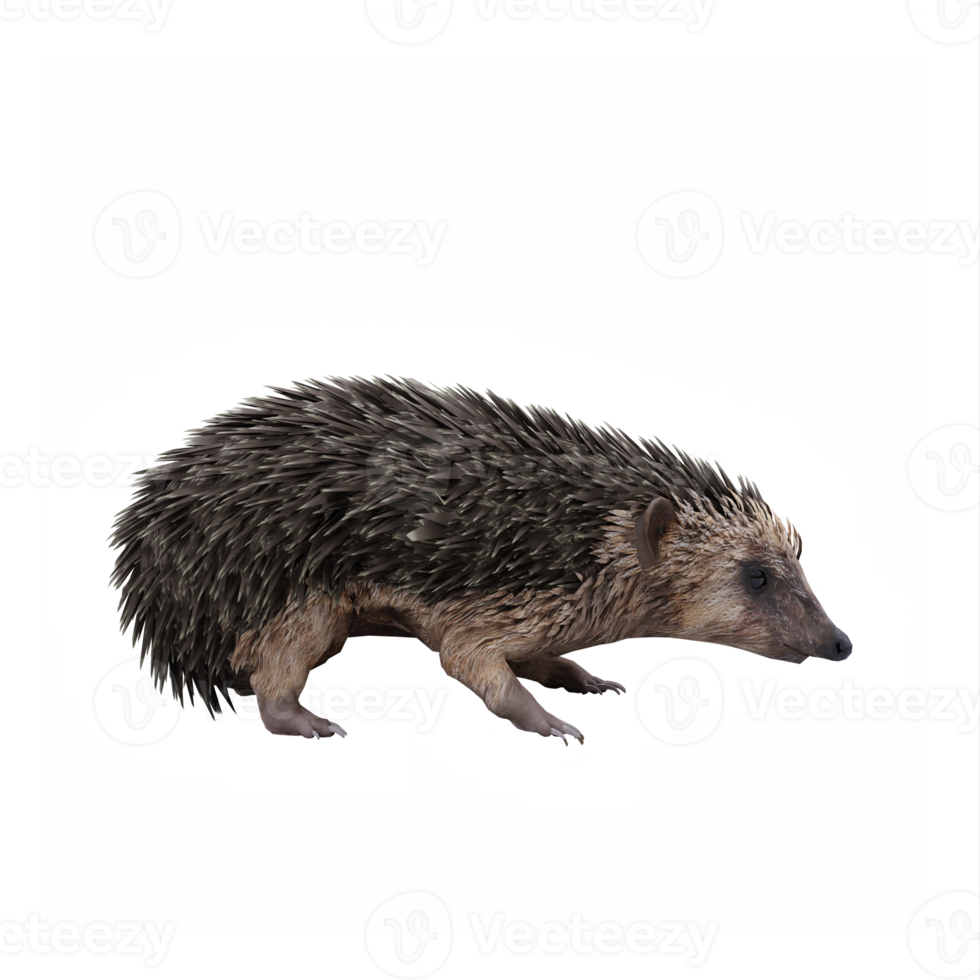 3d Hedgehog isolated png