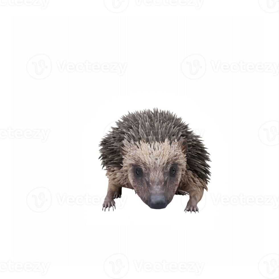 3d Hedgehog isolated png