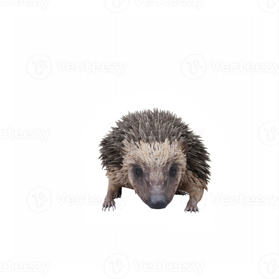 3d Igel isoliert png