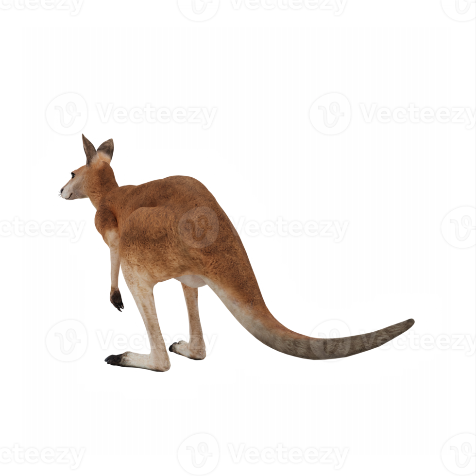 3d känguru isolerat png