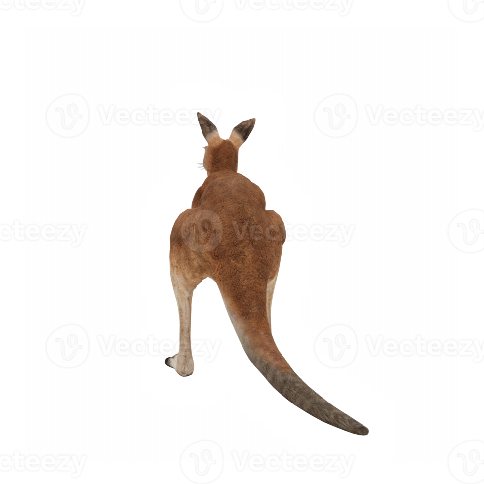 3d Kangaroo isolated png