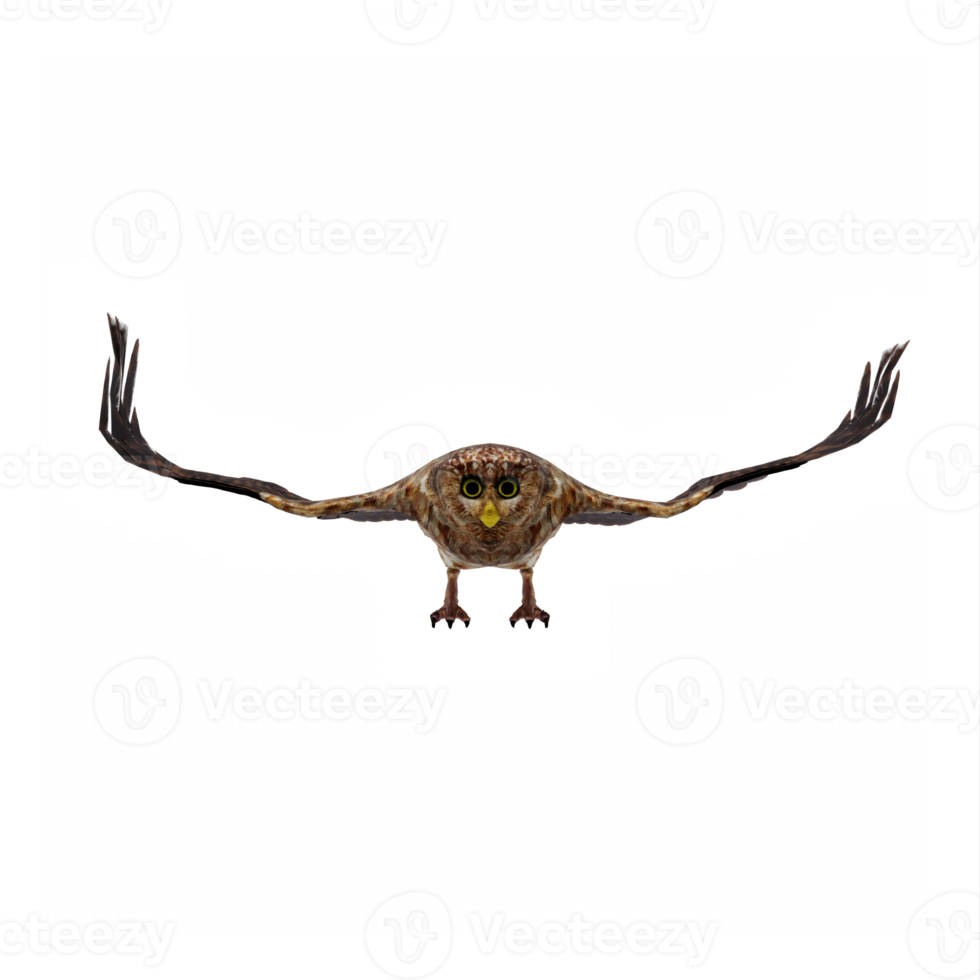 3d Owl isolated png