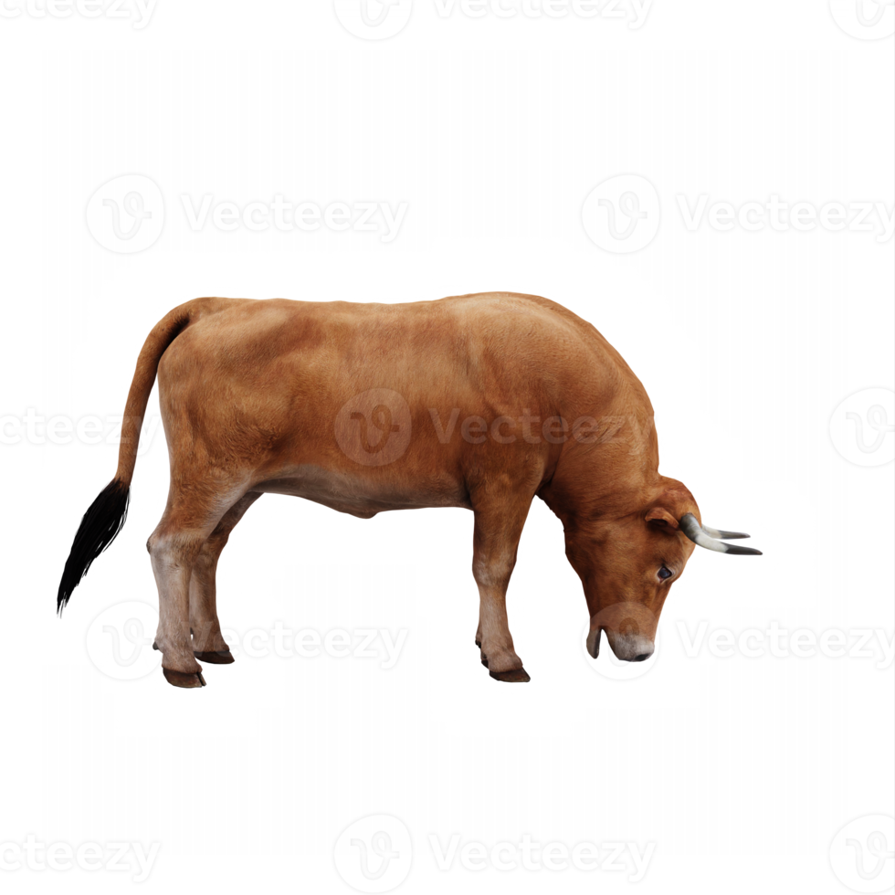 farm animal Ox 22308179 PNG