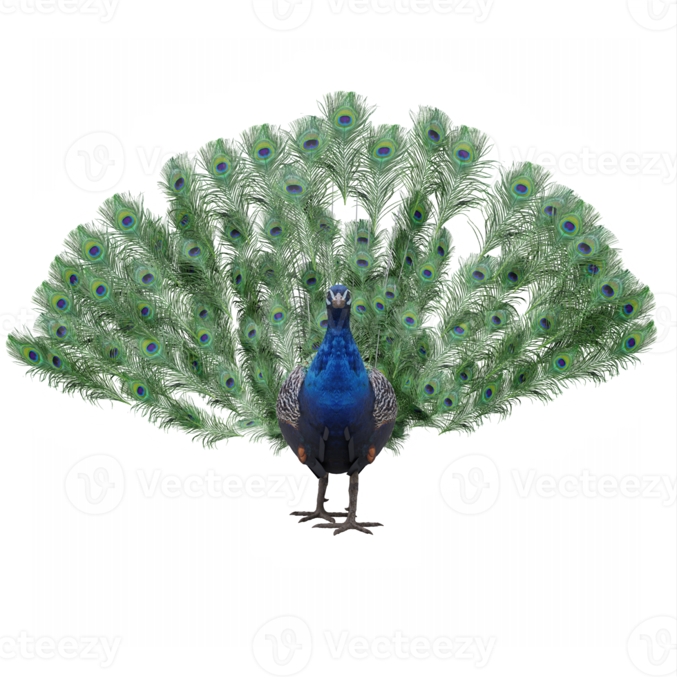 3d PeaFowl isolated png