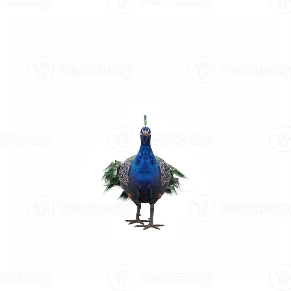 3d PeaFowl isolated png
