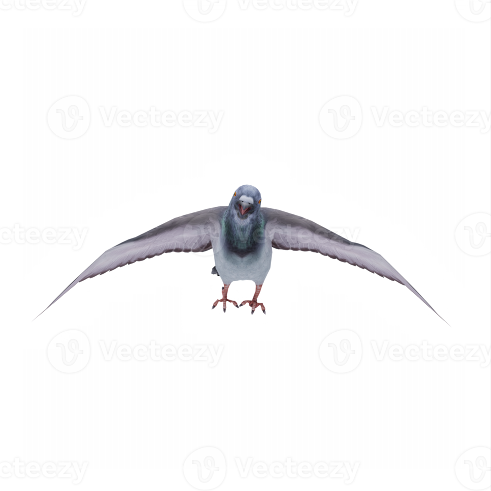 3d Pigeon isolé png