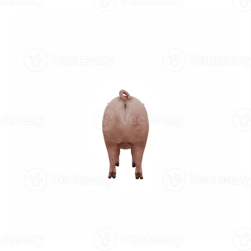 3d cute pig isolated png